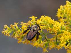 Carpenter bee Photo: Ross Lanius