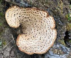 Pheasant back mushroom Photo: David Porter