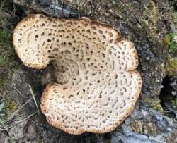 Pheasant back mushroom Photo: David Porter