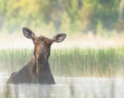 Cow moose Photo: Mary Hartt