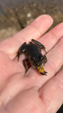 Frog meal Photo: Ann Crookenden