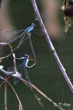 Damselfly Photo: Eric D'Aleo