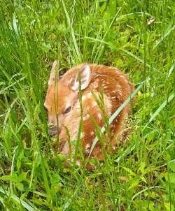 Fawn Photo: Sandy Grover