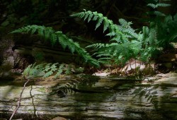 Ferns in Sunlight Photo: Susan March