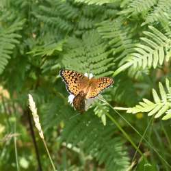 Fritillary Photo: Jennifer Brockway