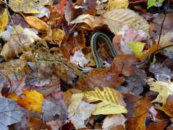 Garter snake Photo: Sheri Larsen