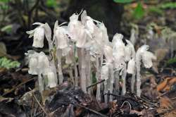 Ghost pipes Photo: Geoffrey Bluh