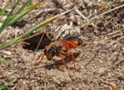 Golden digger wasp Photo: Deb Clough