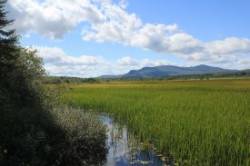 Channel through Grass Photo: John Blaser