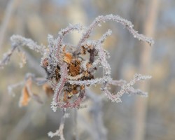 Hoarfrost Photo: AM Dannis