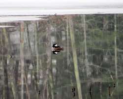 Hooded merganser Photo: Ben Haubrich