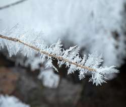 Ice feathers Photo: AM Dannis