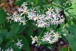 Asters Photo: Judy Sweet