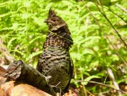 Ruffed grouse Photo: Karinne Heise