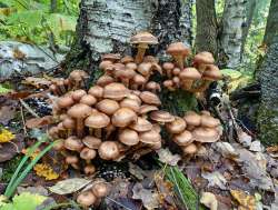 Mushrooms Photo: Sheri Larsen