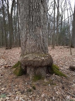 Odd Oak Photo: Patricia Liddle