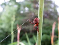 Orb weaver Photo: Chantal Caron