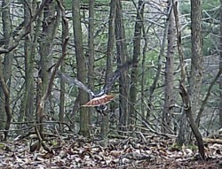 Red Tailed Hawk Photo: Bonnie Honaberger