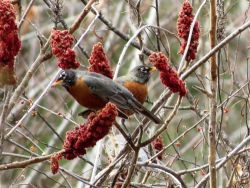 Robins returning Photo: Chantal Caron