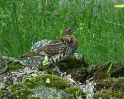 Ruffed grouse Photo: Jen Danly