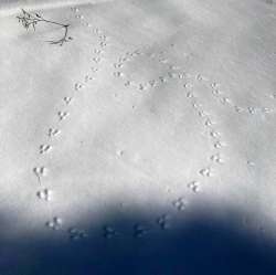 Snow tracks Photo: Alice B. Fogel