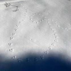 Snow tracks Photo: Alice B. Fogel