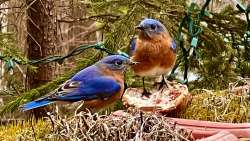 Spring bluebirds Photo: Matty DeLuca