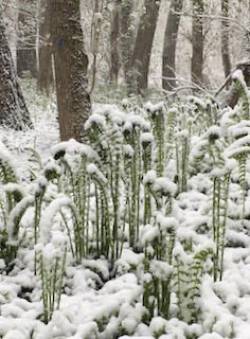 Snow Ferns Photo: Sharon Bombard