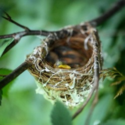 Vireo nest Photo: Sandy Dannis