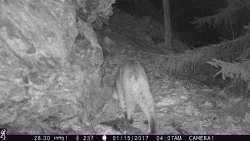 OBSESSION for Squirrels Photo: Northern Woodlands