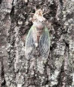 Cicada Adult Photo: Ed Baum