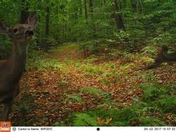 Whitetail Behavior and Physiology Photo: Northern Woodlands