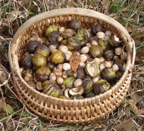 Shagbark Hickory nuts