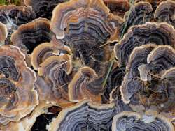 Turkey tail Photo: Frank Kaczmarek