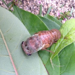 Emerging Cicada Photo: Sally Cornwell