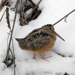 American Woodcock Photo: AM Dannis