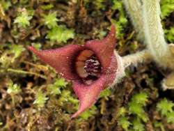 Wild ginger Photo: Charlie Schwarz