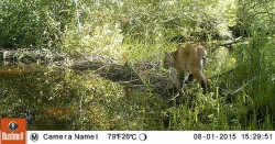 4_Bobcat_8_1_2015_EA2_LR.jpg