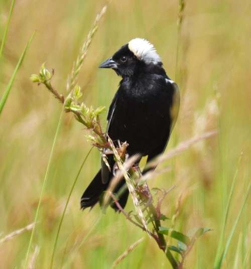 Male bobolink