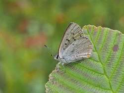 Bog copper Photo: Anne Gretchell