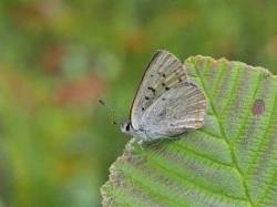 Bog copper Photo: Anne Gretchell