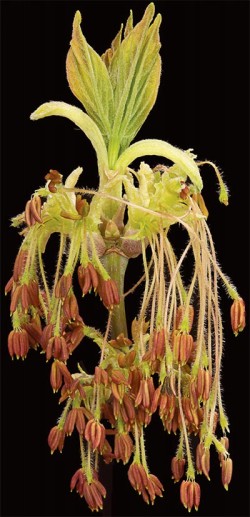 Photographer's Notebook: Tree and Shrub Flowers Photo: Jerry Jenkins