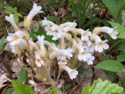 Broomrape Photo: Pam Landry