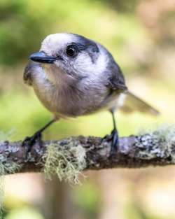 Canada Jay Photo: Charlie Reinertsen