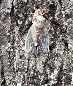 Cicada Adult Photo: Ed Baum