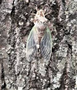 Cicada Adult Photo: Ed Baum