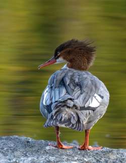 Common merganser Photo: Mary Hartt