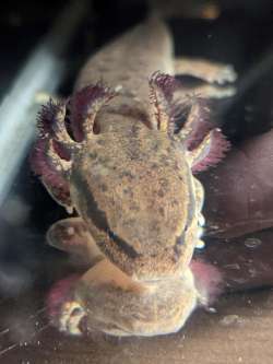 Common mudpuppy Photo: Ed Patterson