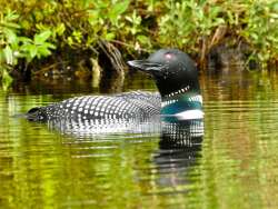 Common Loon Photo: Jane MacKugler