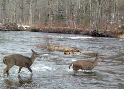 Deer crossing Photo: Don Wharton